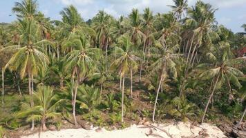 Tropical white sand beach, palm trees, and blue sky on a sunny day, Thailand video