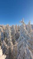 FPV drone flying close to the snow-covered trees in a winter forest. video