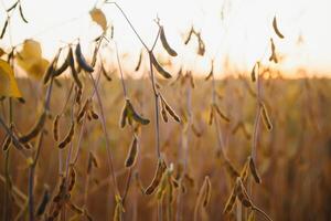 Mature soybean pods, back-lit by evening sun. Soy agriculture photo