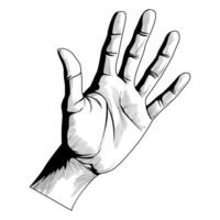 Realistic hand. Black and white hand. Painting with strokes. Fingers, skin, folds, shadows. Human palm. Vector illustration