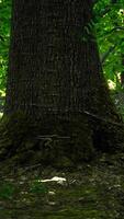 Baumwurzeln und Sonnenschein in einem grünen Wald video