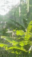 morgonljus i vacker djungelträdgård video