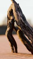 piece of an old root is lying in the sand of the beach video