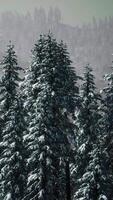 paisagem de inverno nas montanhas semênicas video