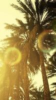 Underside of the coconuts tree with clear sky and shiny sun video