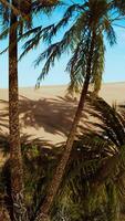 palmiers dans le désert du sahara video