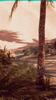 Date palm plantation at sunset video