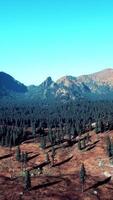 spruce and pine trees and mountains of Colorado video