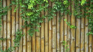 Beautiful Dense Bamboo Forest video