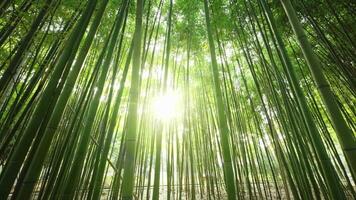 Beautiful Dense Bamboo Forest video