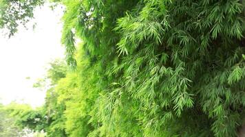 hermosa denso bambú bosque video