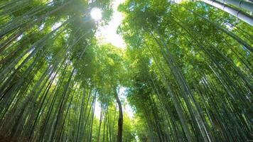 Beautiful Dense Bamboo Forest video