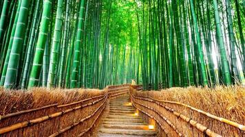 lindo denso bambu floresta video