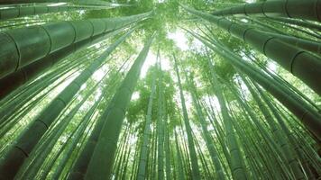 skön tät bambu skog video