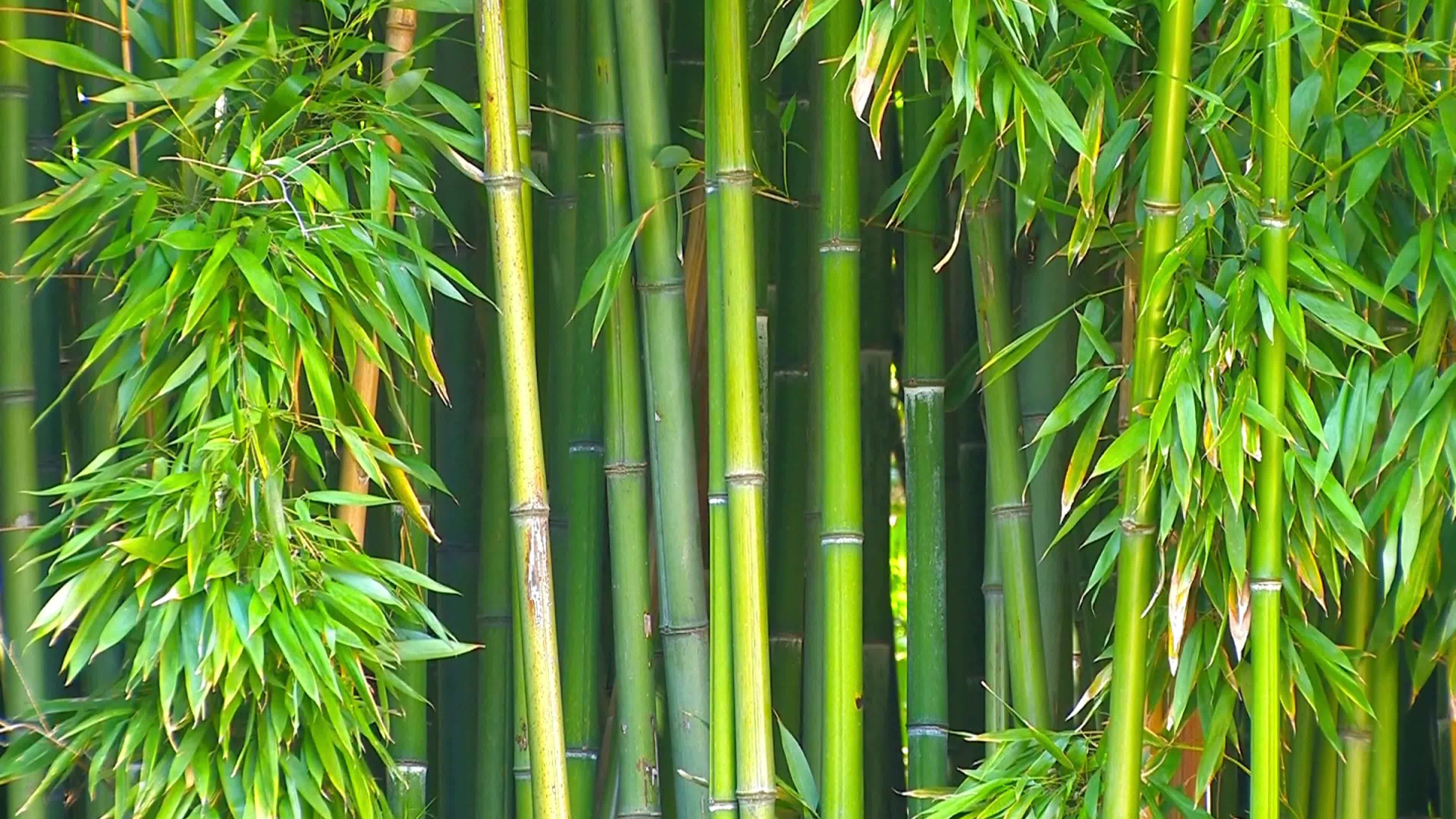 TFoRibbon Blank Bamboo Bookmark Engraving Bamboo Blanks Bookmarks