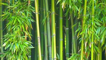 lindo denso bambu floresta video