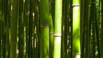bellissimo denso bambù foresta video