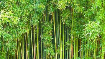 lindo denso bambu floresta video