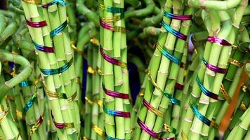 Beautiful Dense Bamboo Forest video