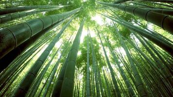 Beautiful Dense Bamboo Forest video