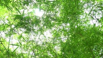 hermosa denso bambú bosque video