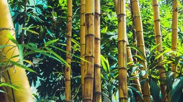 Beautiful Dense Bamboo Forest video