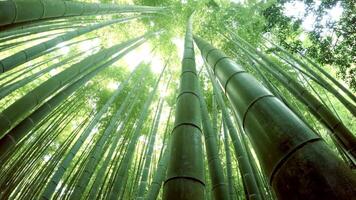 Beautiful Dense Bamboo Forest video