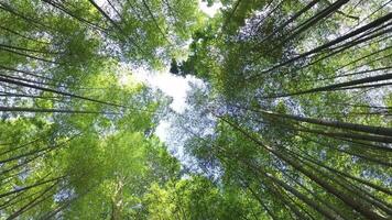 Beautiful Dense Bamboo Forest video