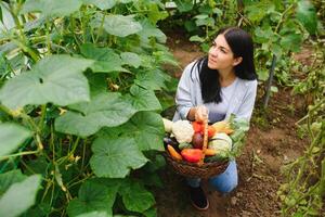 Young farmer woman holding fresh organic vegetable with basket at greenhouse hydroponic organic farm. Owner small business entrepreneur organic vegetable farm and healthy food concept photo