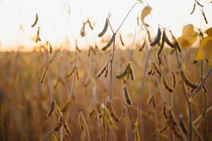 Field of Soybeans close to Harvest photo