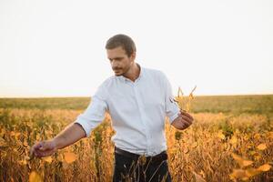 agrónomo inspecciona haba de soja cosecha en agrícola campo - agro concepto - granjero en haba de soja plantación en granja. foto