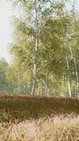 Summery birch grove during a foggy sunrise video