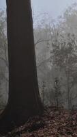 fantasia lunatico foresta nel autunno video