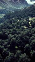 Aerial forest scenery European Fores video
