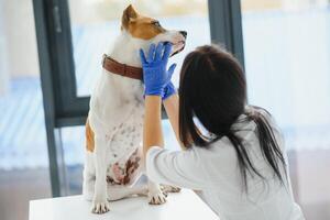 veterinarian examines a dog's teeth in vet clinic. photo