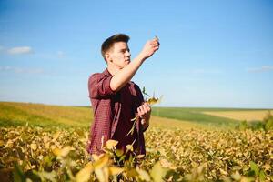 Agronomist inspecting soya bean crops growing in the farm field. Agriculture production concept. young agronomist examines soybean crop on field in summer. Farmer on soybean field photo