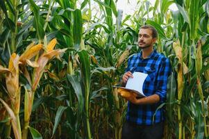 A farmer checks the tall corn crop before harvesting. Agronomist in the field photo