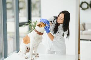 veterinarian examines a dog's teeth in vet clinic. photo