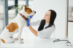 linda joven perro en veterinario manos. foto