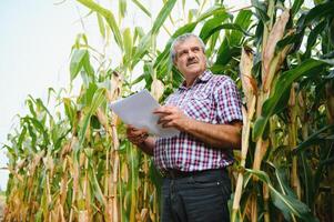 A farmer checks the tall corn crop before harvesting. Agronomist in the field photo