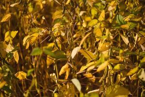 Soybean pods on soybean plantation, on blue sky background, close up. Soy plant. Soy pods. Soybean field photo