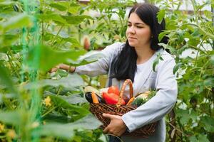 Young woman in takes care of Fresh vegetable Organic in wood style basket prepare serving harvest by a cute pretty girl in hydroponic farm, greenhouse photo