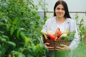 Young woman in takes care of Fresh vegetable Organic in wood style basket prepare serving harvest by a cute pretty girl in hydroponic farm, greenhouse photo