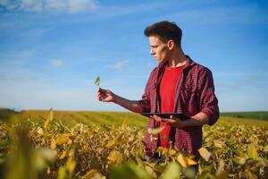 agrónomo inspeccionando soja frijol cultivos creciente en el granja campo. agricultura producción concepto. joven agrónomo examina haba de soja cosecha en campo en verano. granjero en haba de soja campo foto