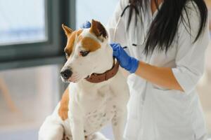 Cute young dog in veterinarian hands. photo