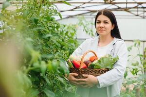 Young woman in takes care of Fresh vegetable Organic in wood style basket prepare serving harvest by a cute pretty girl in hydroponic farm, greenhouse photo