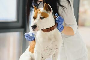 linda joven perro en veterinario manos. foto
