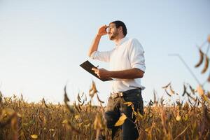 agrónomo inspecciona haba de soja cosecha en agrícola campo - agro concepto - granjero en haba de soja plantación en granja. foto