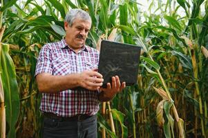 farmer inspecting corn cob at his field photo