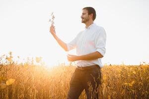 farmer agronomist in soybean field checking crops before harvest. Organic food production and cultivation. photo